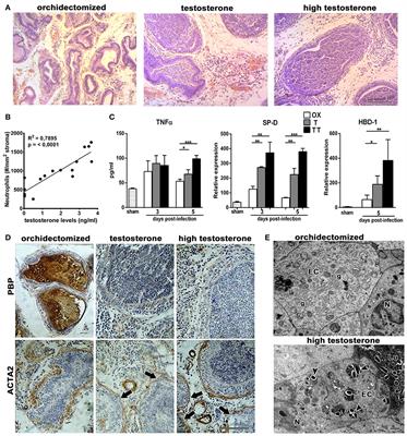 Inefficient N2-Like Neutrophils Are Promoted by Androgens During Infection